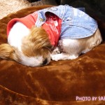 【ぺピイ】ペットのベッドを冬仕様に。ラウンドベッド専用・抗菌防臭あったか替えカバー（犬用ベッド）を購入