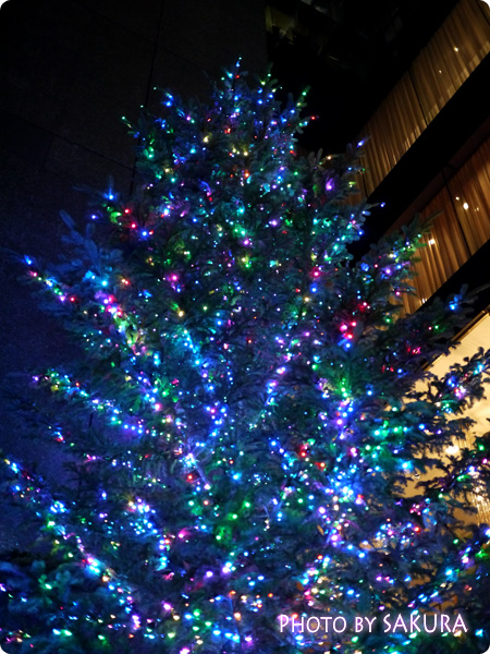 銀座ミキモト ジャンボクリスマスツリー2013 イルミネーション　もみの木