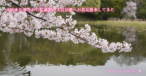 大宮氷川神社から桜満開の大宮公園へお花見散歩してきた