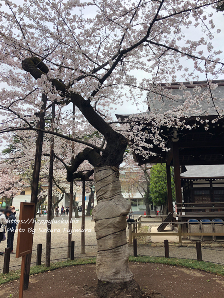 【桜2019】靖国神社　ソメイヨシノ　桜の標本木