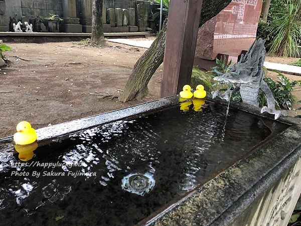 千葉県柏市　柏諏訪神社　手水舎のアヒル１
